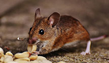 24 Hour & Emergency Exterminators in Stephens City, VA